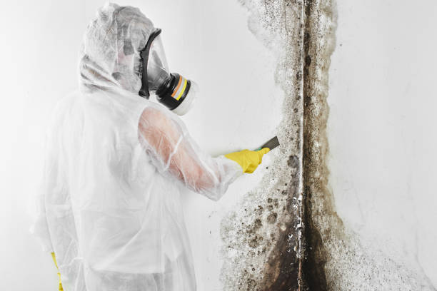 Best Mold Remediation for Schools in La Riviera, CA
