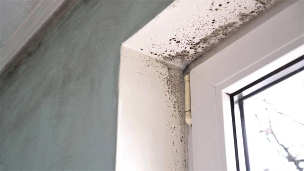 Best White Mold Remediation in La Riviera, CA