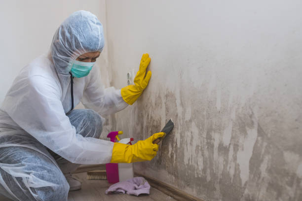 Best Insurance-Related Mold Remediation in La Riviera, CA