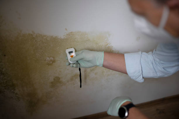 Best Attic Mold Remediation in La Riviera, CA