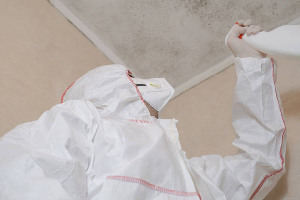 La Riviera, CA Mold Remediation Company