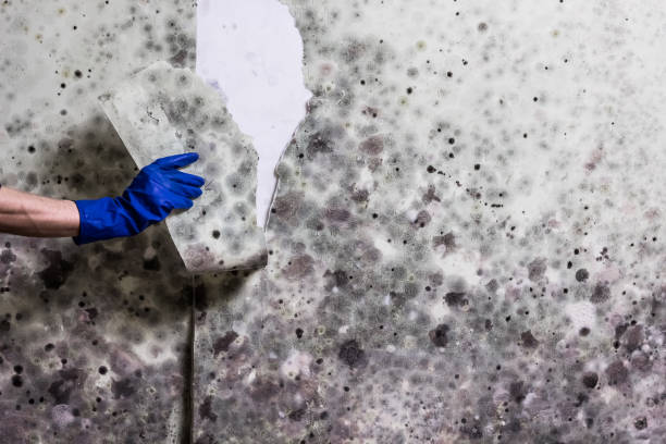 Best White Mold Remediation in La Riviera, CA