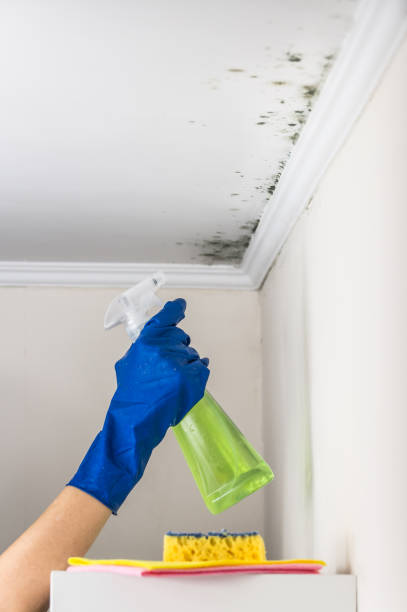 Best Residential Mold Remediation in La Riviera, CA