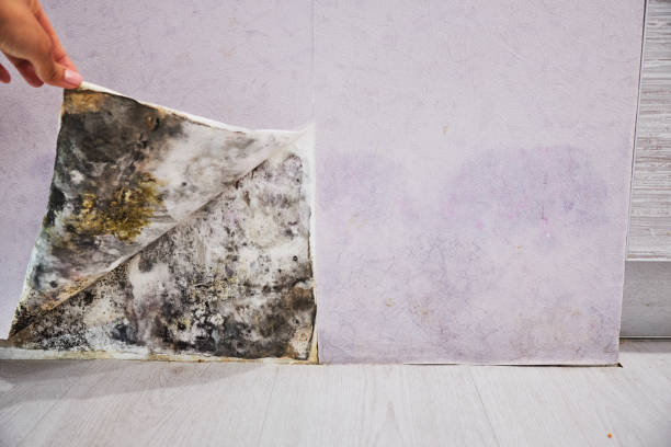 Best Health and Safety Mold Remediation in La Riviera, CA